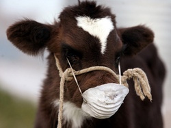 Theisencowwithmask.jpg